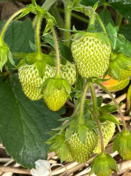 greem berries_449_600